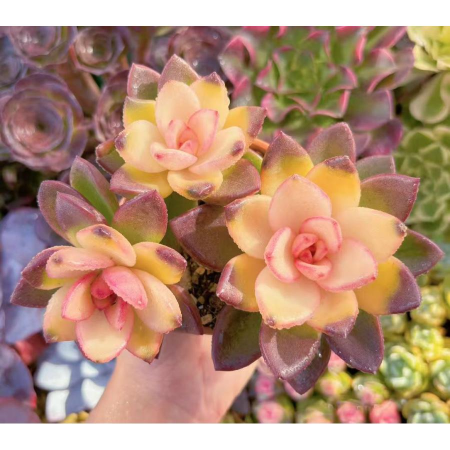 【8.ルル＊多肉植物販売会】 多肉植物 パインローズ錦 群生 新入荷 るる農園 : るる農園 - 通販