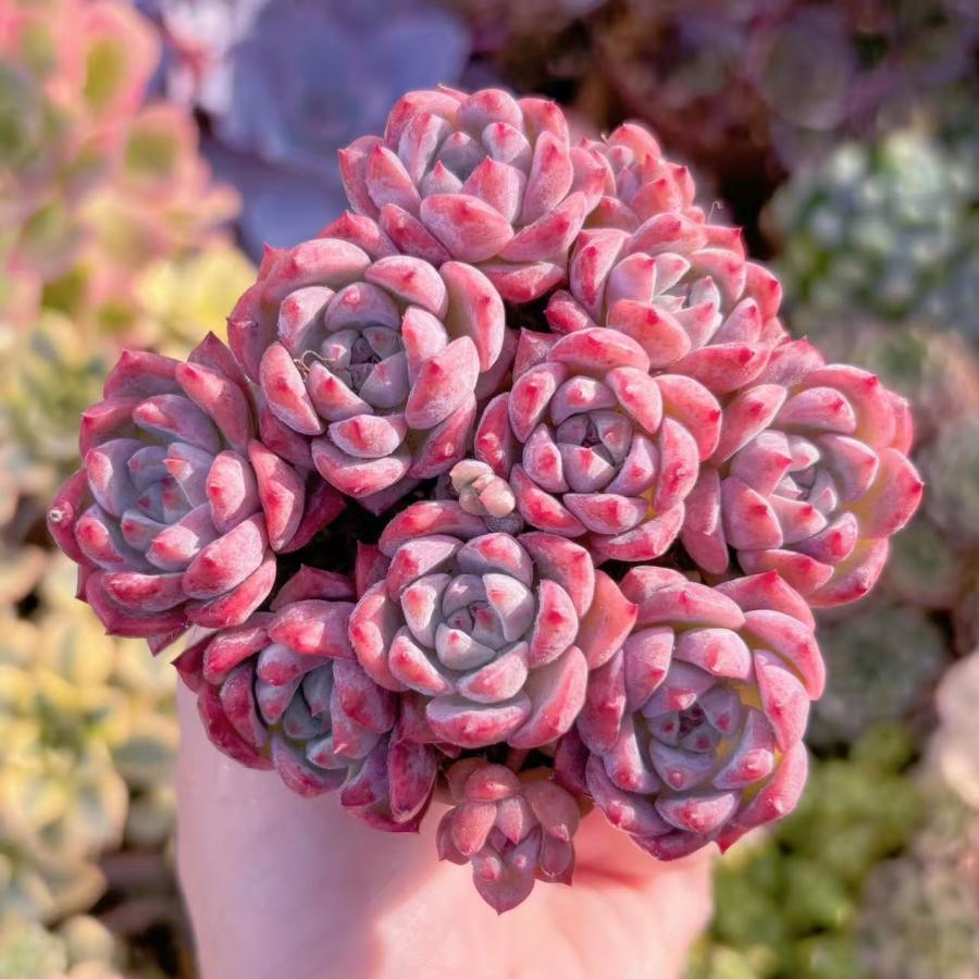 多肉植物 レッドベルベットxラウイ 在庫僅少 群生 新入荷 るる農園