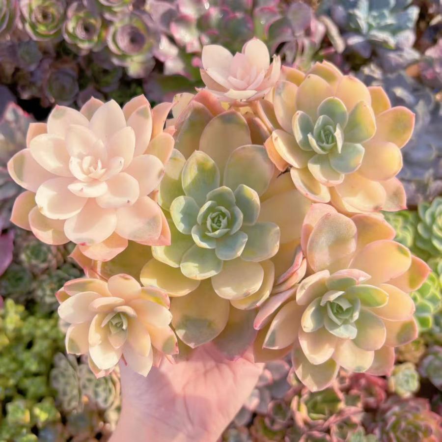 多肉植物 シルクベール錦 大群生 新入荷 るる農園 : るる農園 - 通販