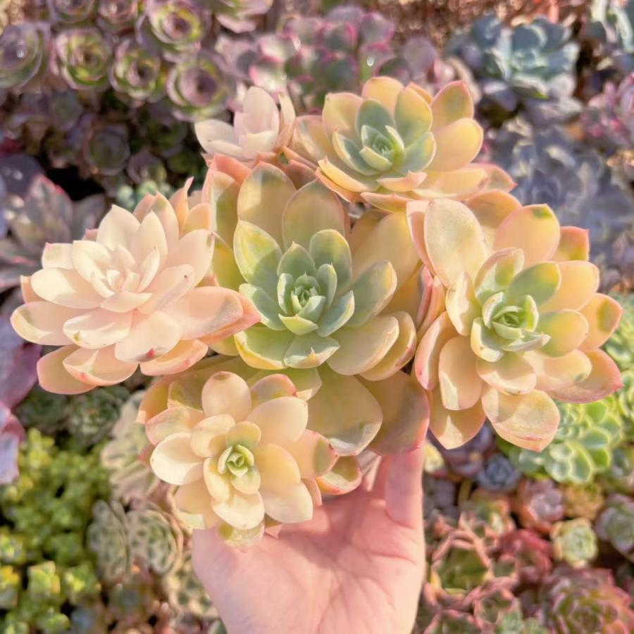 多肉植物 シルクベール錦 大群生 新入荷 るる農園 : るる農園 - 通販 Top【選抜株】多肉植物360199シルクベール24個鉢無し/脱土