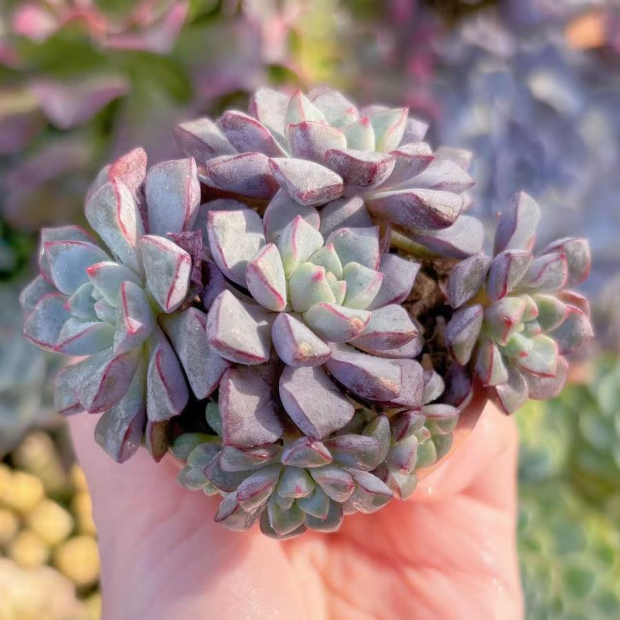 多肉植物 サブコリンボサ 群生 新入荷 るる農園 : るる農園 - 通販