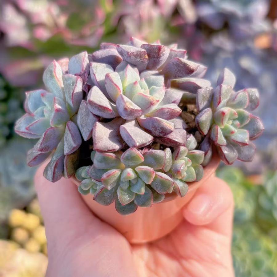 多肉植物 サブコリンボサ 群生 新入荷 るる農園 : るる農園 - 通販