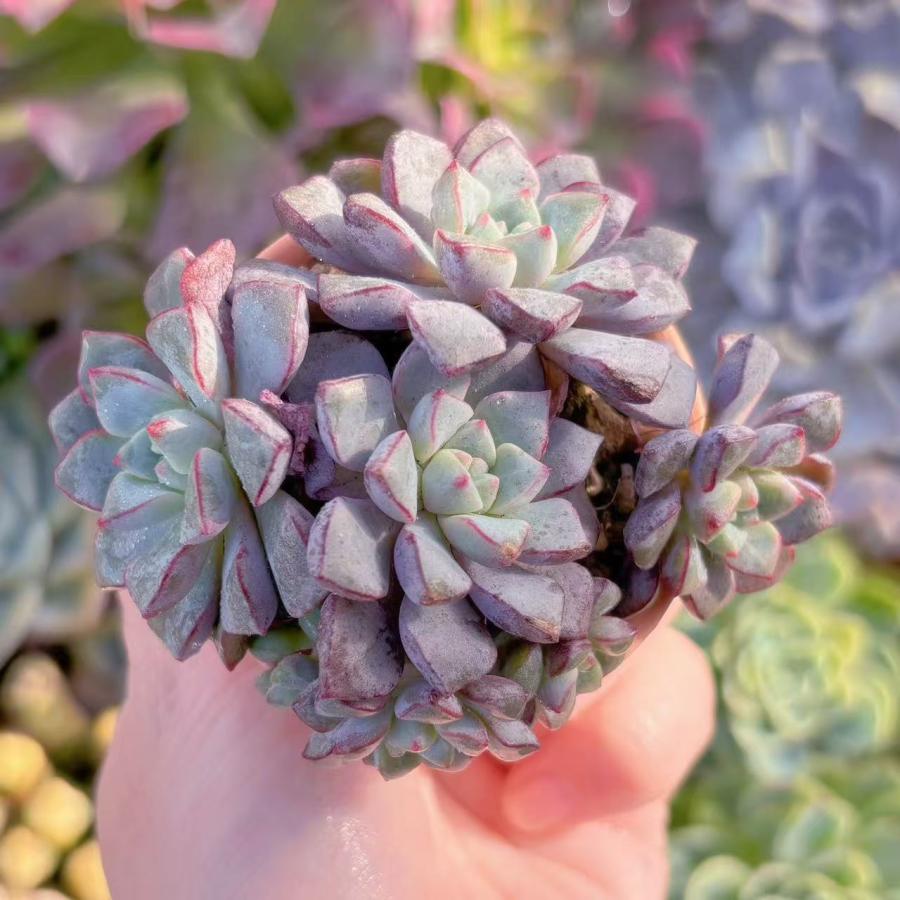 多肉植物 サブコリンボサ 群生 新入荷 るる農園 : るる農園 - 通販