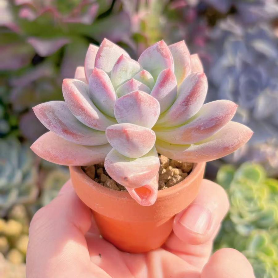 多肉植物 新品種 一葉(イチヨウ) 新入荷 るる農園 : るる農園 - 通販