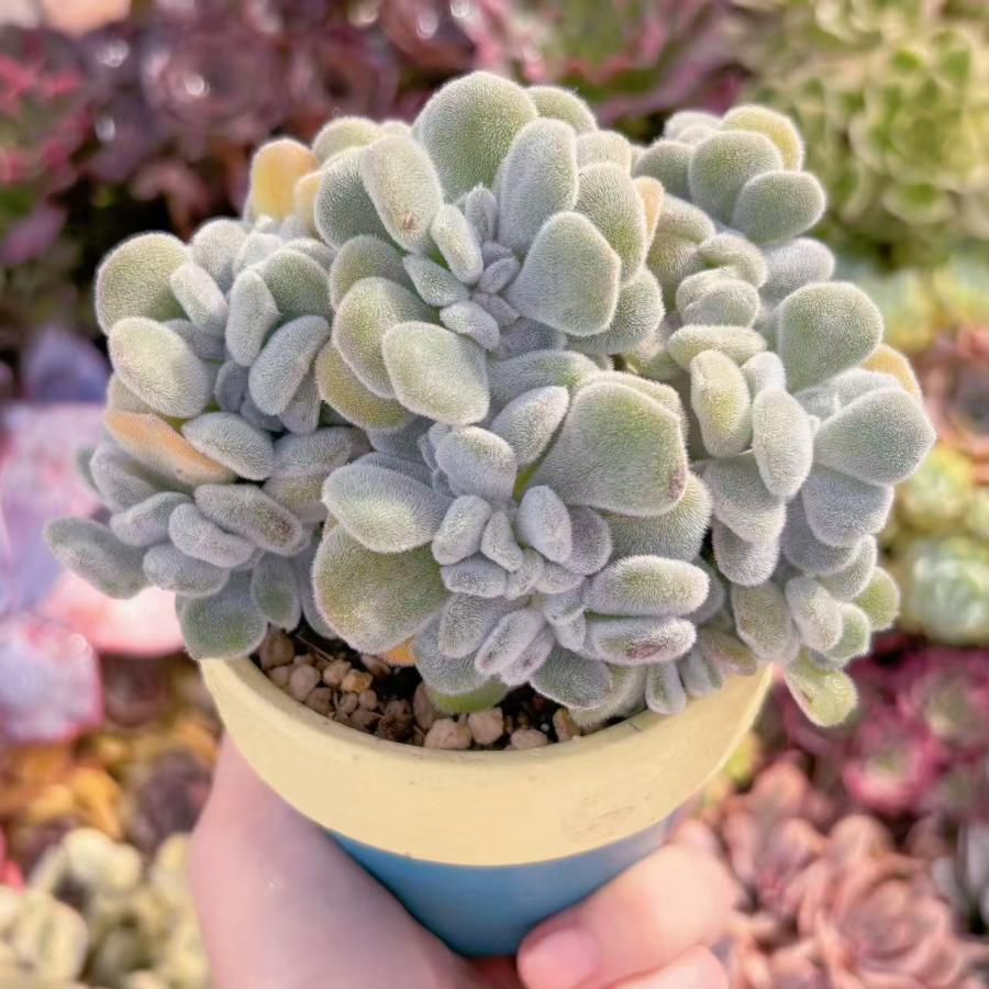 多肉植物 雪晃星綴化 大苗 新入荷 るる農園 : るる農園 - 通販 - Yahoo