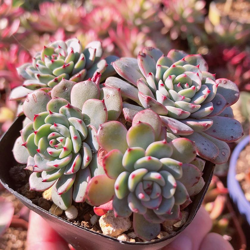 多肉植物 エケベリア属 ホワイトミニマ Echeveria 抜き苗 るる農園