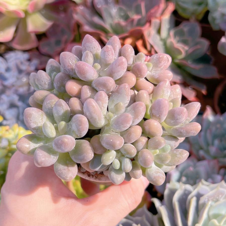 多肉植物 Pachythytum 白い恋人 群生6〜8頭 るる農園 : るる農園
