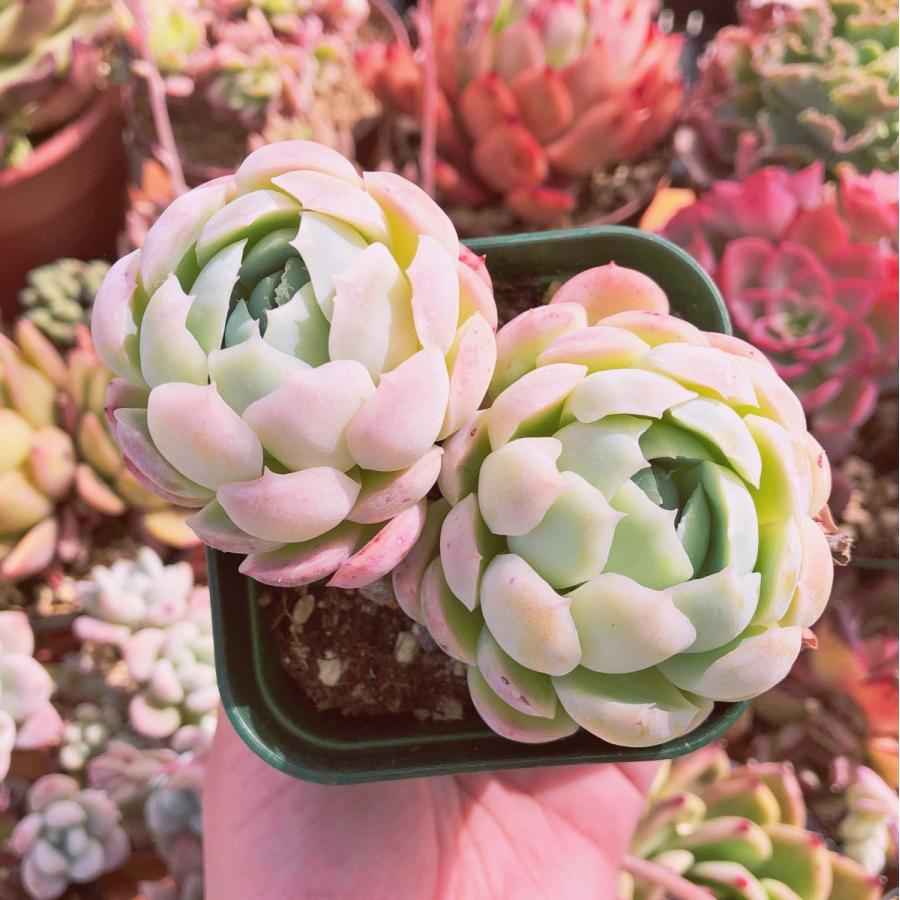 新入荷 クリームビューティー 群生 多肉植物