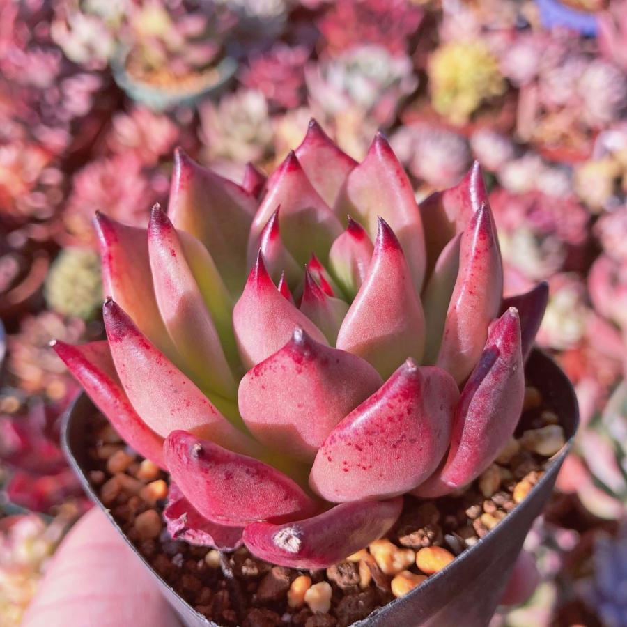 多肉植物 エケベリア属 シャネルピンク るる農園 : るる農園 - 通販
