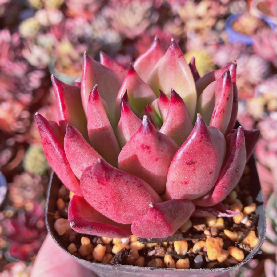 多肉植物 エケベリア属 シャネルピンク るる農園 : るる農園 - 通販