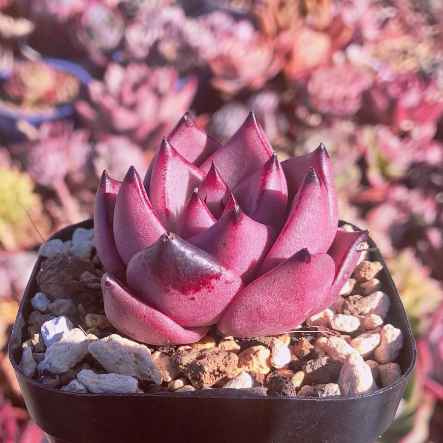 多肉植物 丸葉ロメオ るる農園 : るる農園 - 通販 - Yahoo!ショッピング