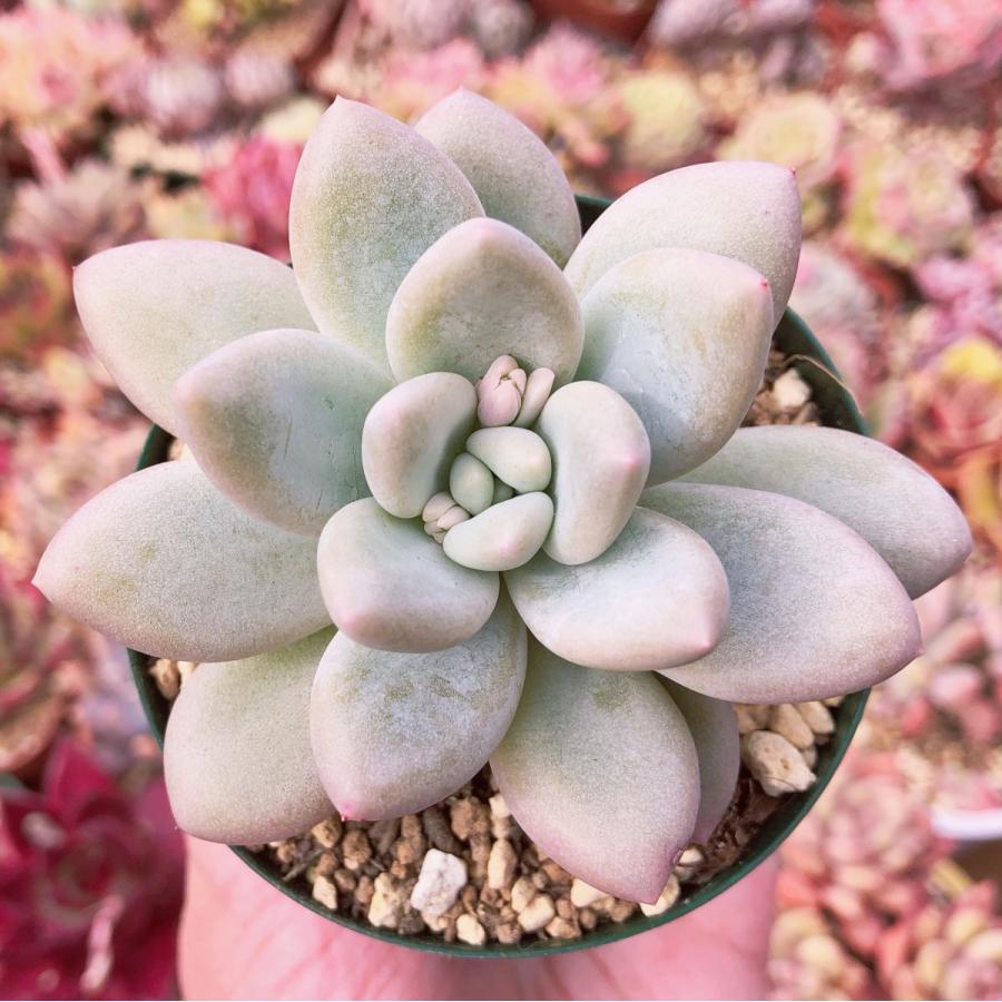 多肉植物 香水 るる農園 : るる農園 - 通販 - Yahoo!ショッピング