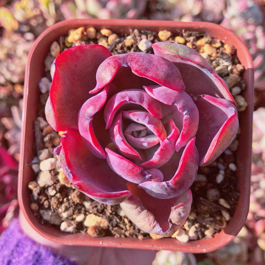 多肉植物 ビヨンセ虹錦 るる農園 : るる農園 - 通販 - Yahoo!ショッピング