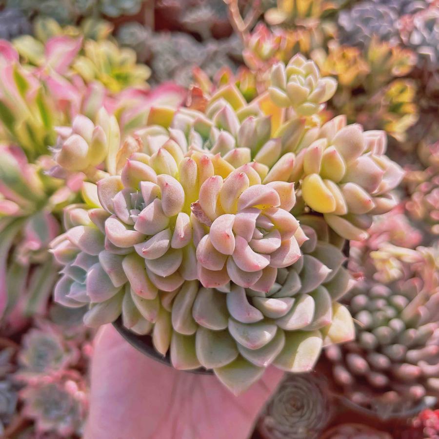 多肉植物 クリーム美人 5〜8頭 特大群生 るる農園 : るる農園 - 通販