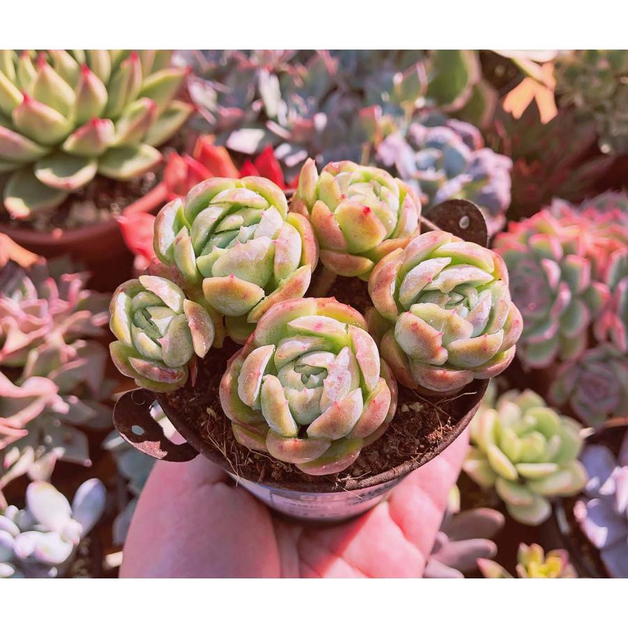 は*る様 Y725 クリームベリー 105苗多肉植物土と根付き エケベリア