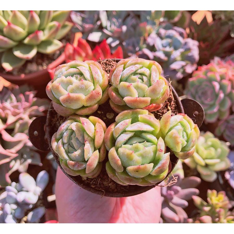 速達込 美苗 ルシンダ 多肉植物 抜き苗 韓国苗 速達ナシ1180円 植物