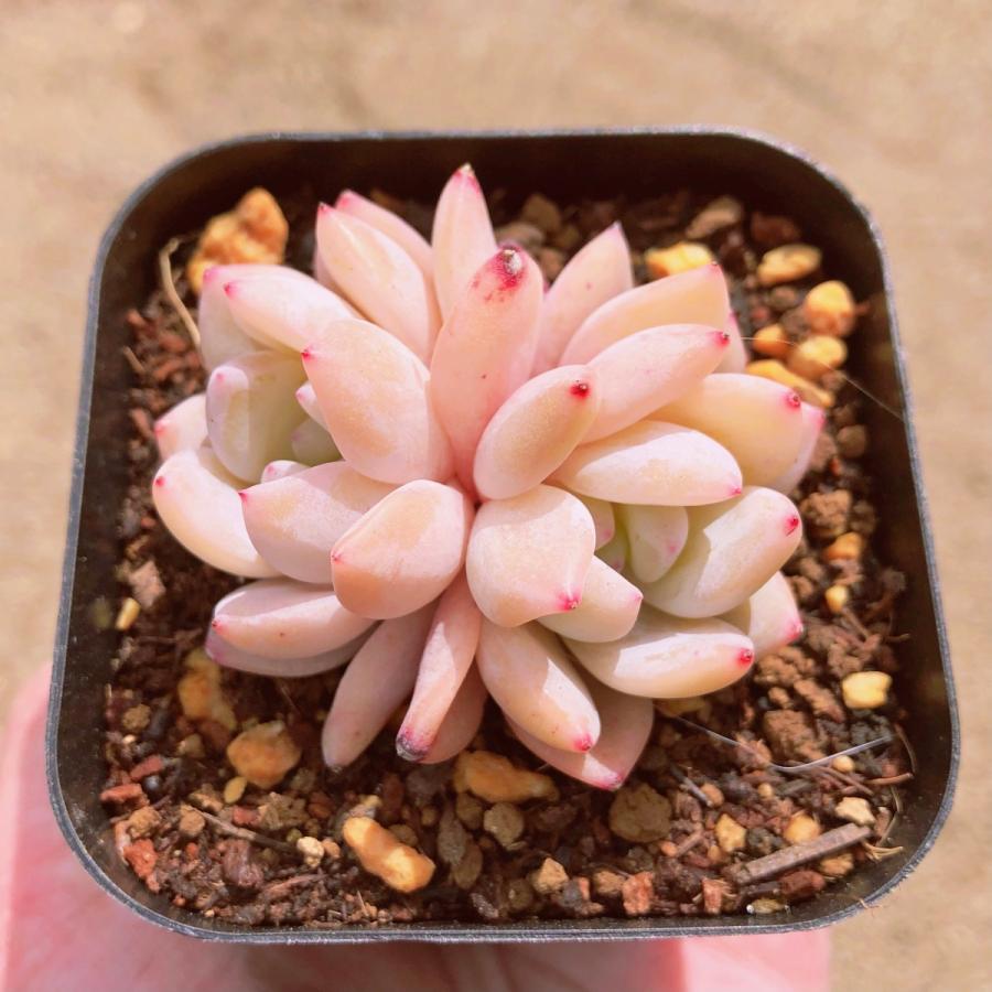 多肉植物 ラウイxモンロー 希少種 るる農園 Taniku るる農園 通販 Yahoo ショッピング