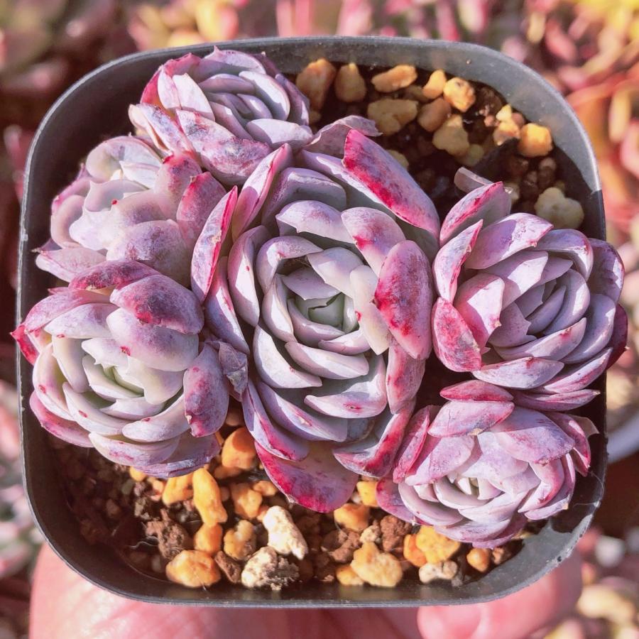 多肉植物 ツインベリー 群生 るる農園 : るる農園 - 通販 - Yahoo