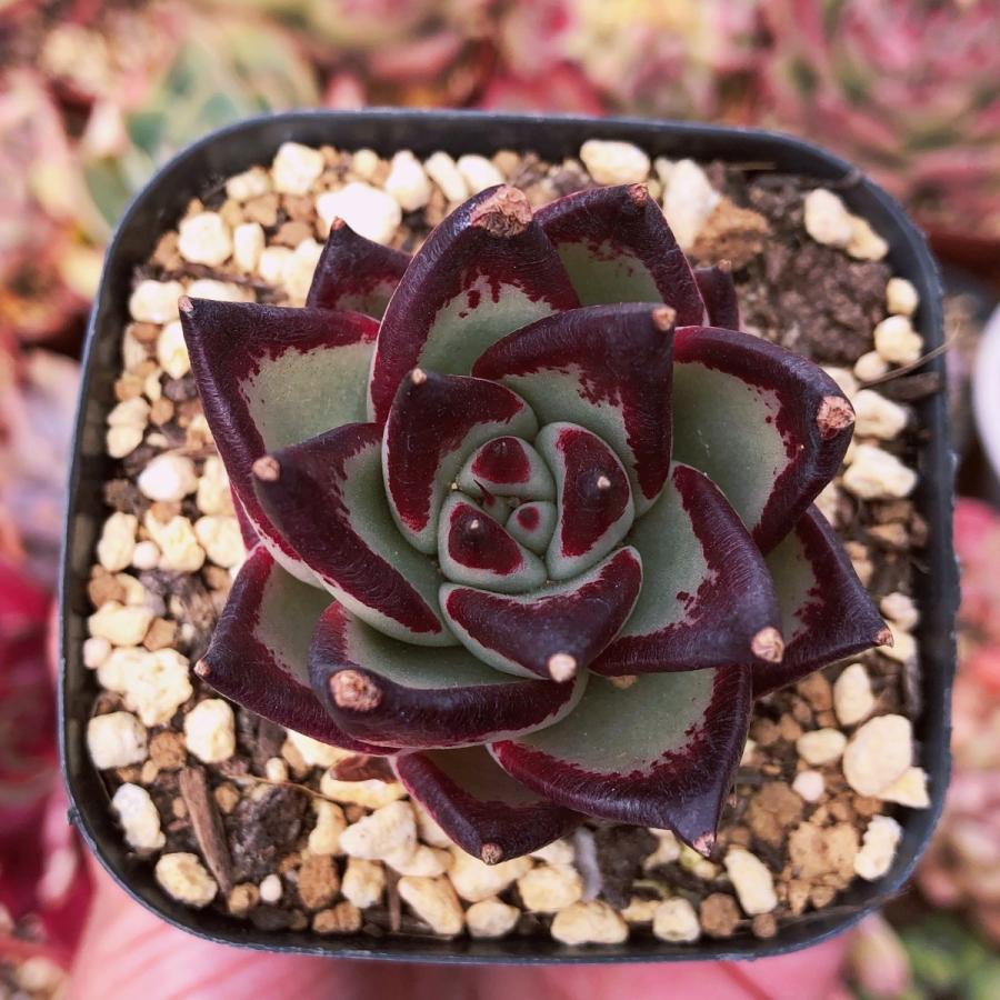 多肉植物 ブラックキング るる農園 : るる農園 - 通販 - Yahoo 