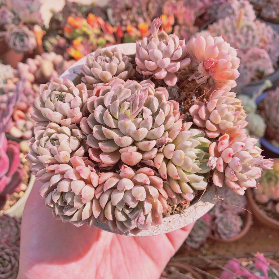 多肉植物 メキシコミニマ 7頭以上 大群生 るる農園 : るる農園 - 通販