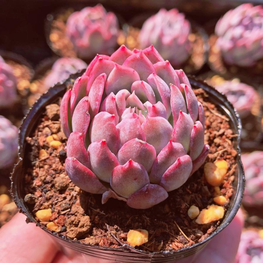 多肉植物 バイオレットクィーン るる農園 : るる農園 - 通販 - Yahoo