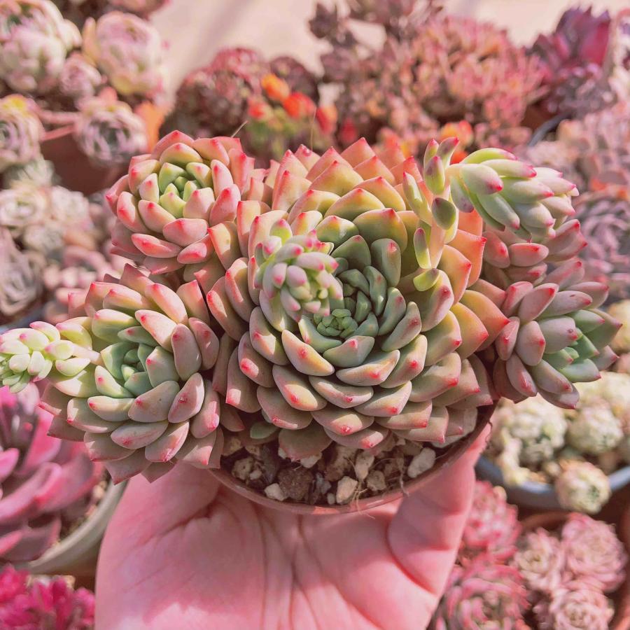 多肉植物 グリーンアップル 4~5頭 大群生 るる農園 : るる農園