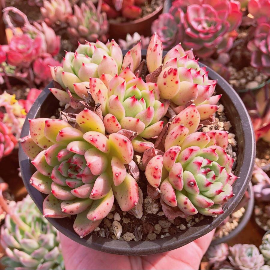 新入荷 多肉植物 アンナ 特大群生 4〜6頭 るる農園 : るる農園