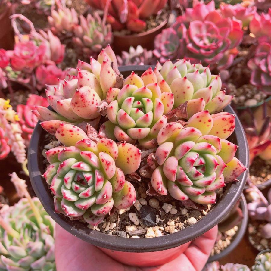 新入荷 多肉植物 アンナ 特大群生 4〜6頭 るる農園 : るる農園