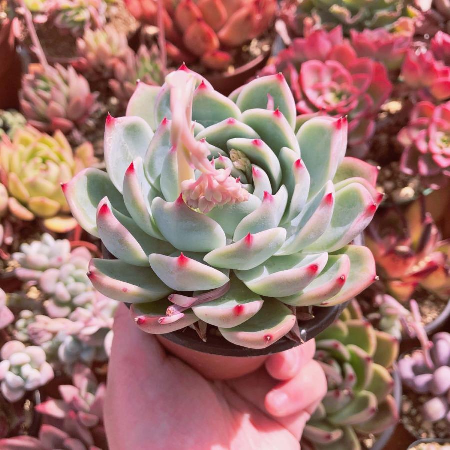 新入荷 多肉植物 水蜜桃xLindsay 大苗 10センチポット るる農園 : るる  