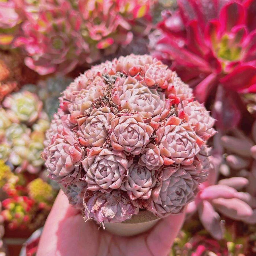 多肉植物 グロブローサxヒューミリス 10頭 特大群生 るる農園 多肉植物 グロブローサxヒューミリス 10頭 特大群生 るる農園