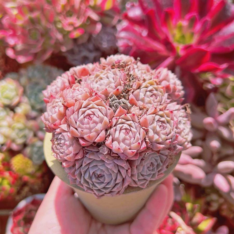 多肉植物 グロブローサxヒューミリス 10頭 特大群生 るる農園 多肉植物 グロブローサxヒューミリス 10頭 特大群生 るる農園