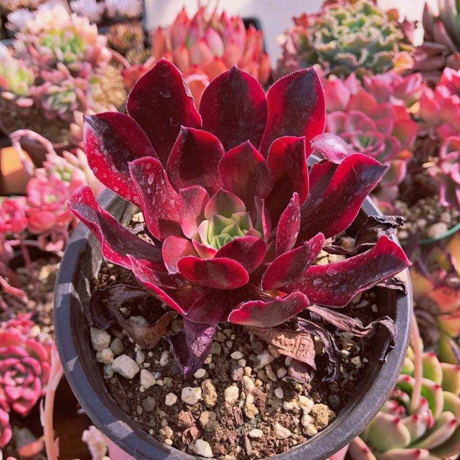 超レア 多肉植物 メデューサ るる農園 Taniku るる農園 通販 Yahoo ショッピング