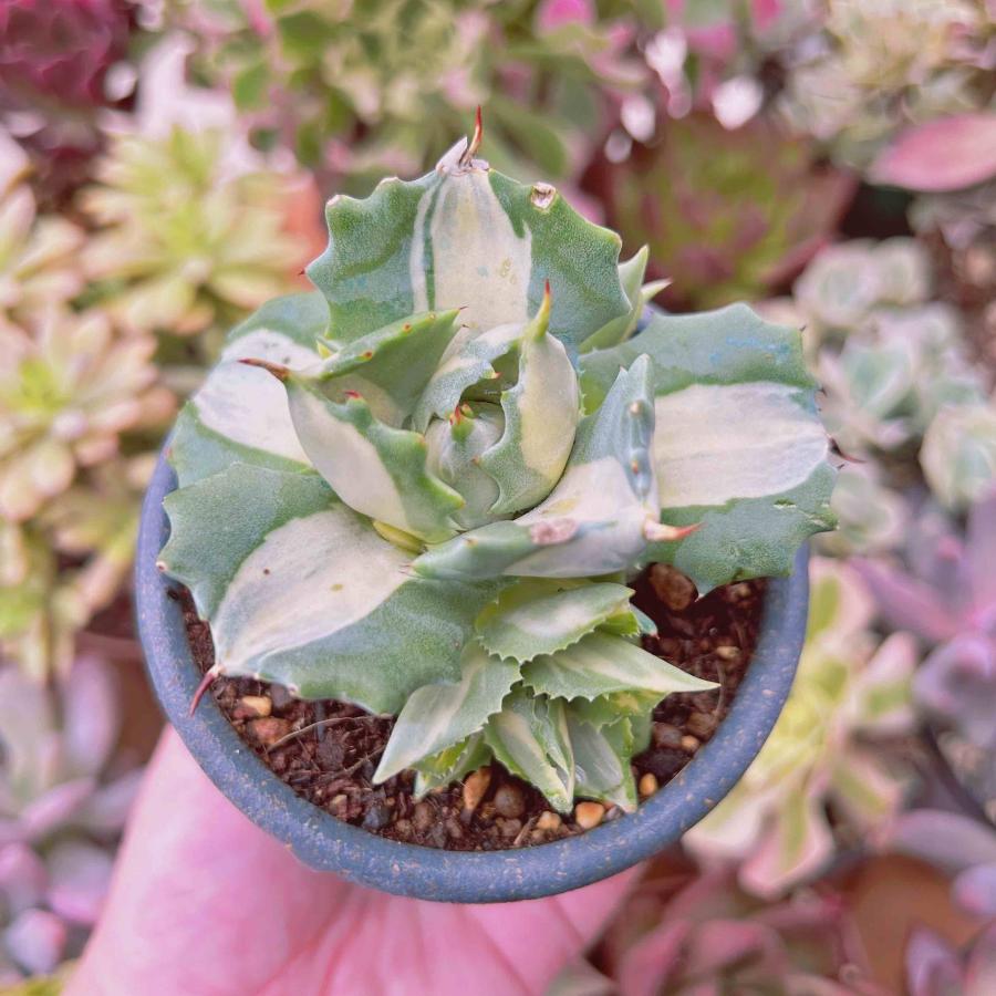 世界の 多肉植物 王妃雷神錦 白中斑 るる農園 10センチポット