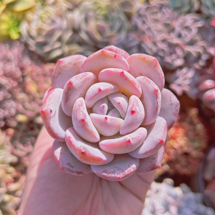 564円 誕生日 お祝い 新入荷 多肉植物 オレンジモンローxラウイ 群生 るる農園