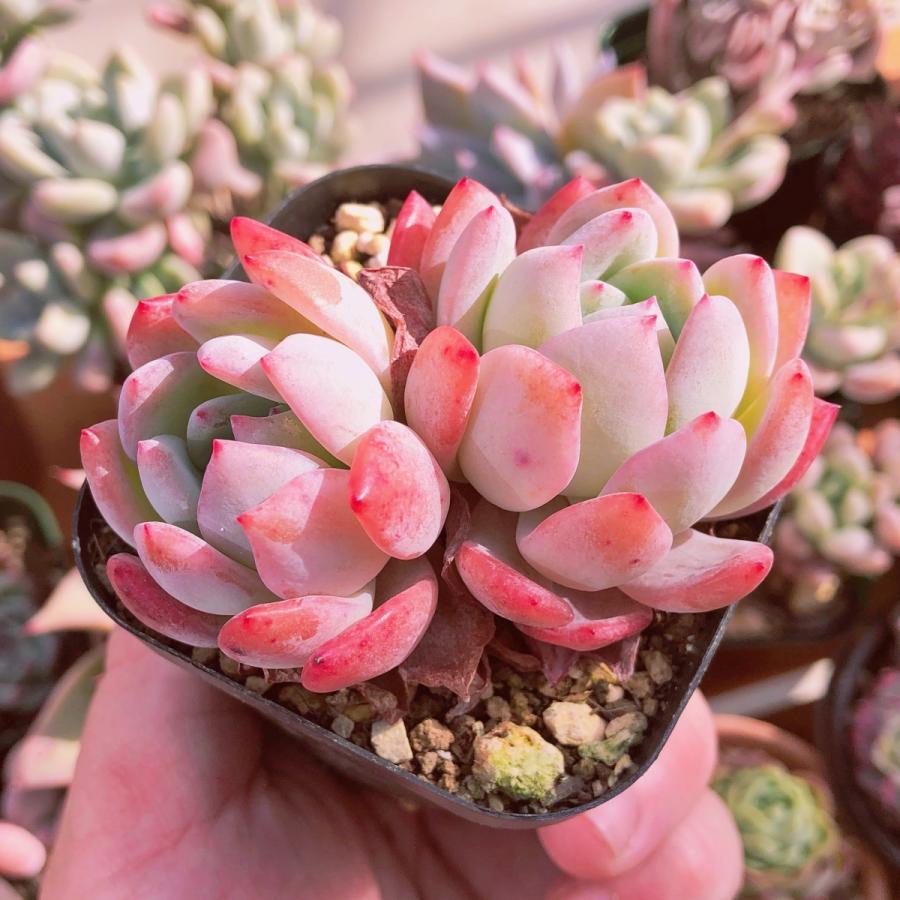 新入荷 多肉植物 オレンジモンローxラウイ 群生 るる農園 新入荷 多肉植物 オレンジモンローxラウイ 群生 るる農園