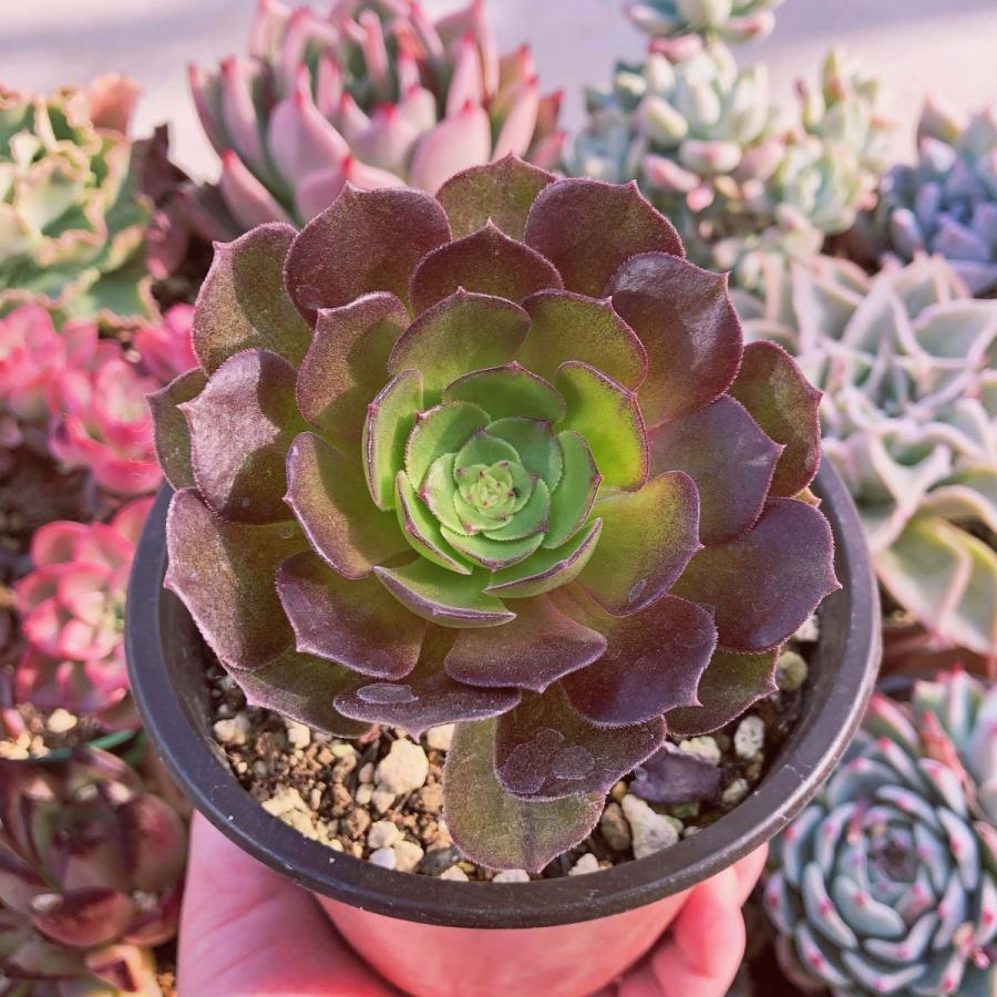 Top【選抜株】多肉植物　25312ハロウィン　35個　鉢無し/脱土 新入荷 多肉植物 ハロウィン るる農園 : るる農園 - 通販 - Yahoo