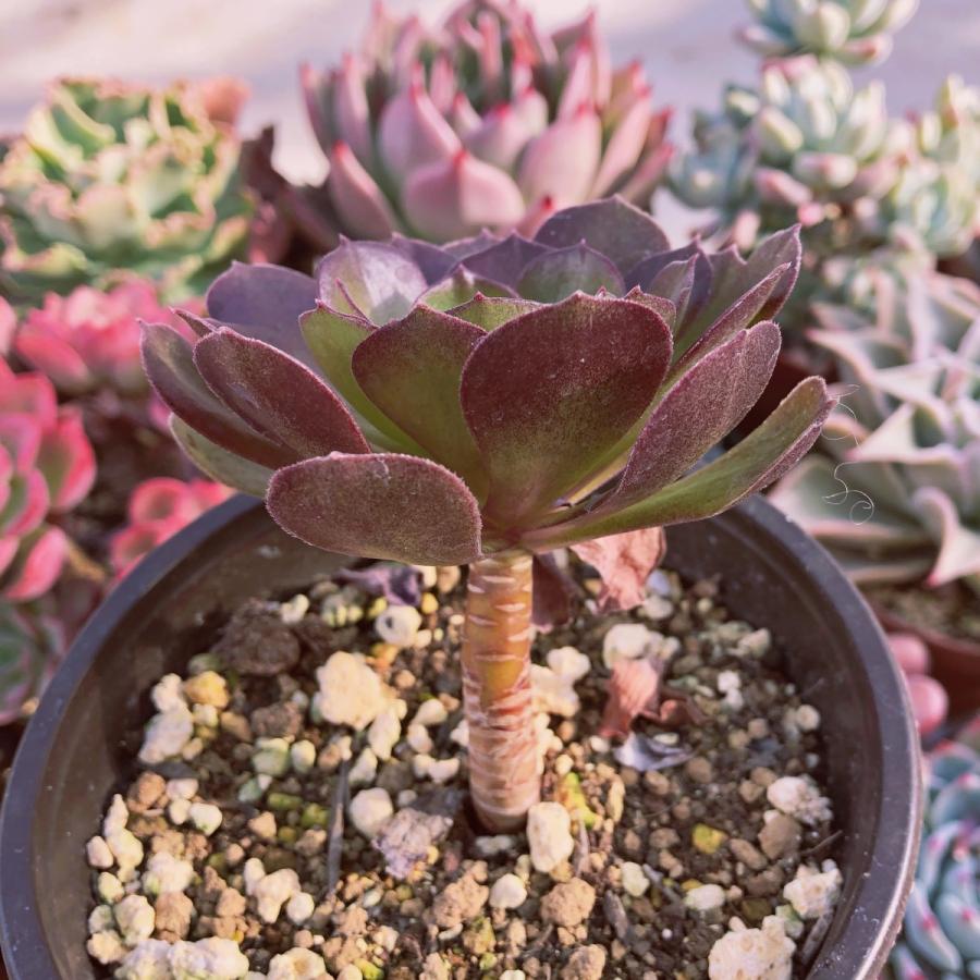 新入荷 多肉植物 ハロウィン るる農園 : るる農園 - 通販 - Yahoo
