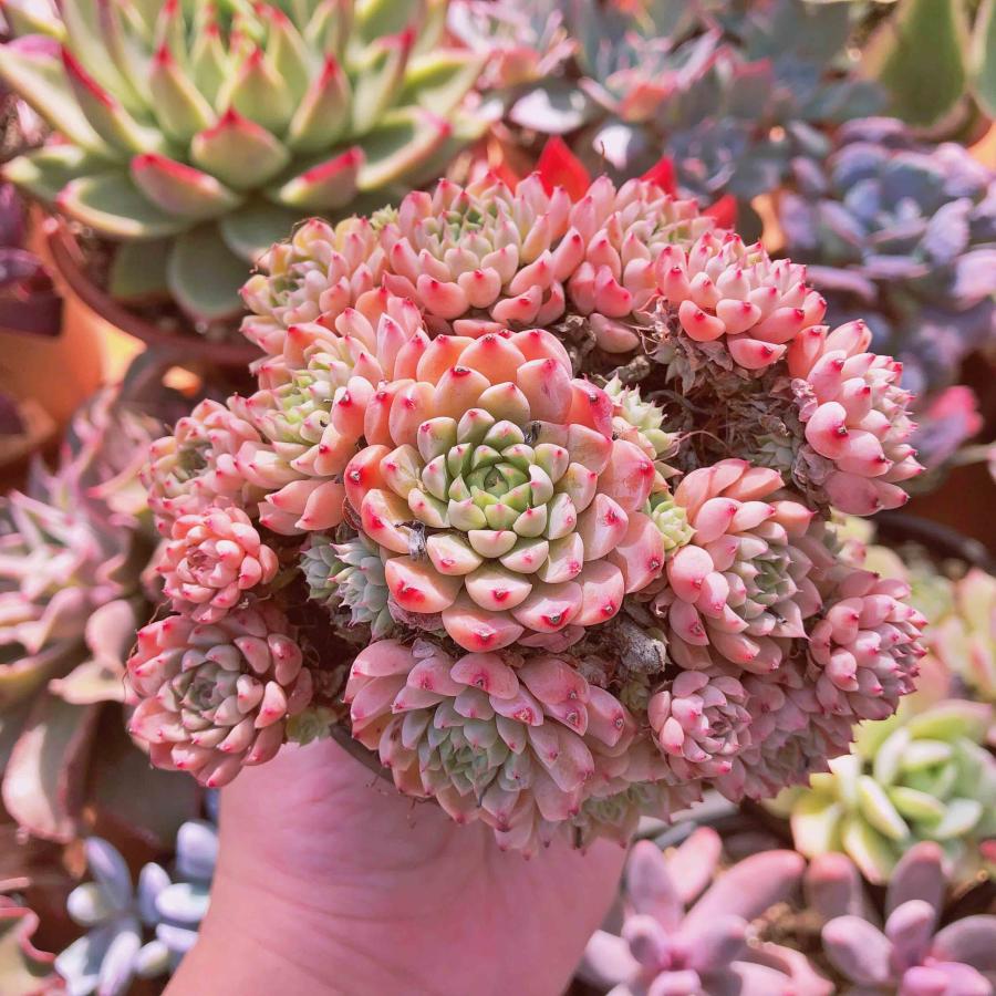 多肉植物 メキシコミニマxグロブローサ 特大群生 るる農園 : るる農園