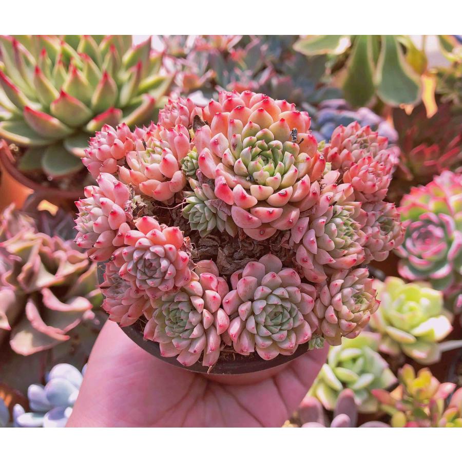 多肉植物 メキシコミニマxグロブローサ 特大群生 るる農園 多肉植物 メキシコミニマxグロブローサ 特大群生 るる農園