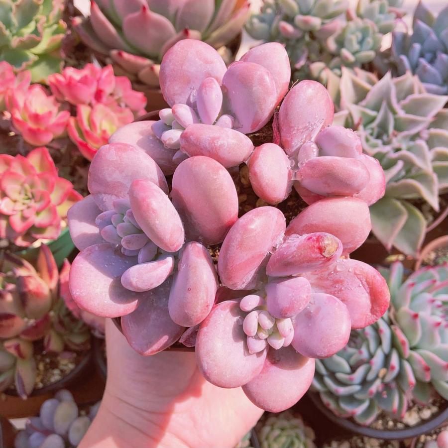 希少 多肉植物 ピンクシフォン 3〜4頭 大群生 るる農園 : るる農園