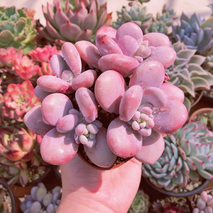 希少 多肉植物 ピンクシフォン 3〜4頭 大群生 るる農園 : るる農園