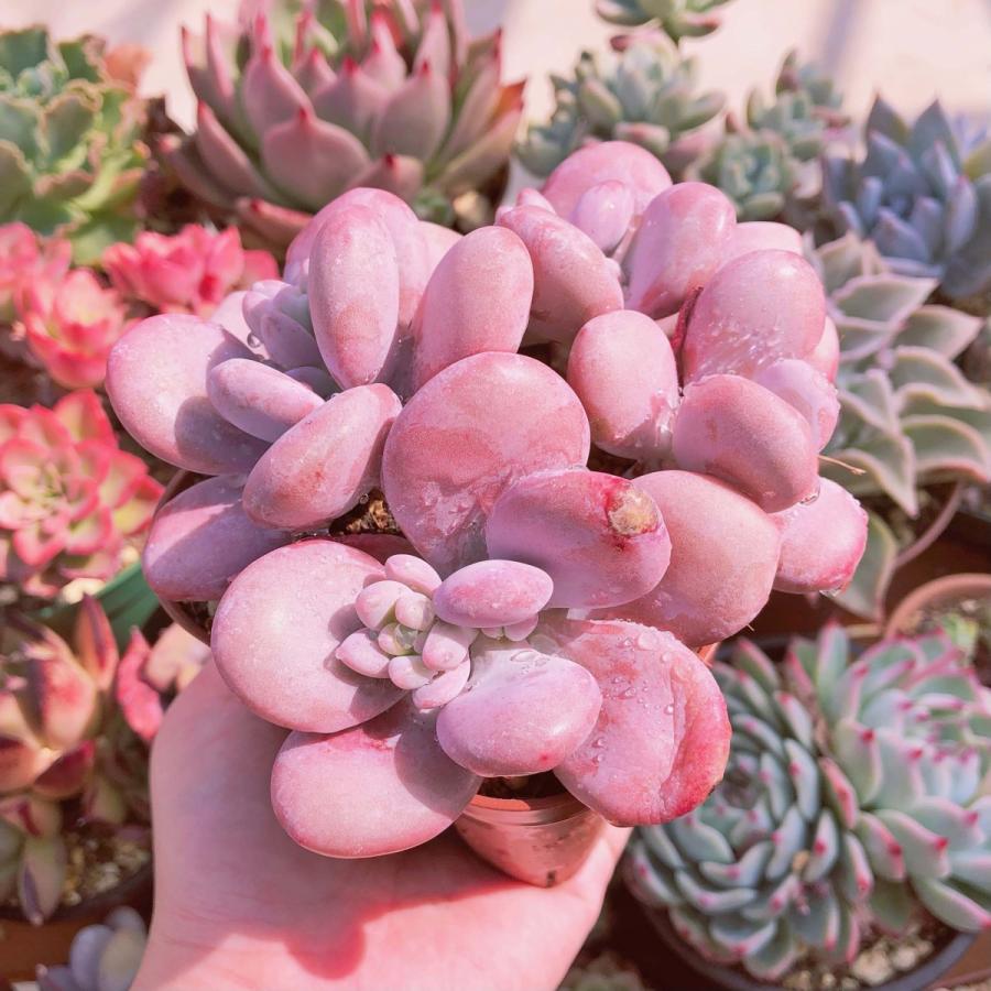 希少 多肉植物 ピンクシフォン 3〜4頭 大群生 るる農園 : るる農園