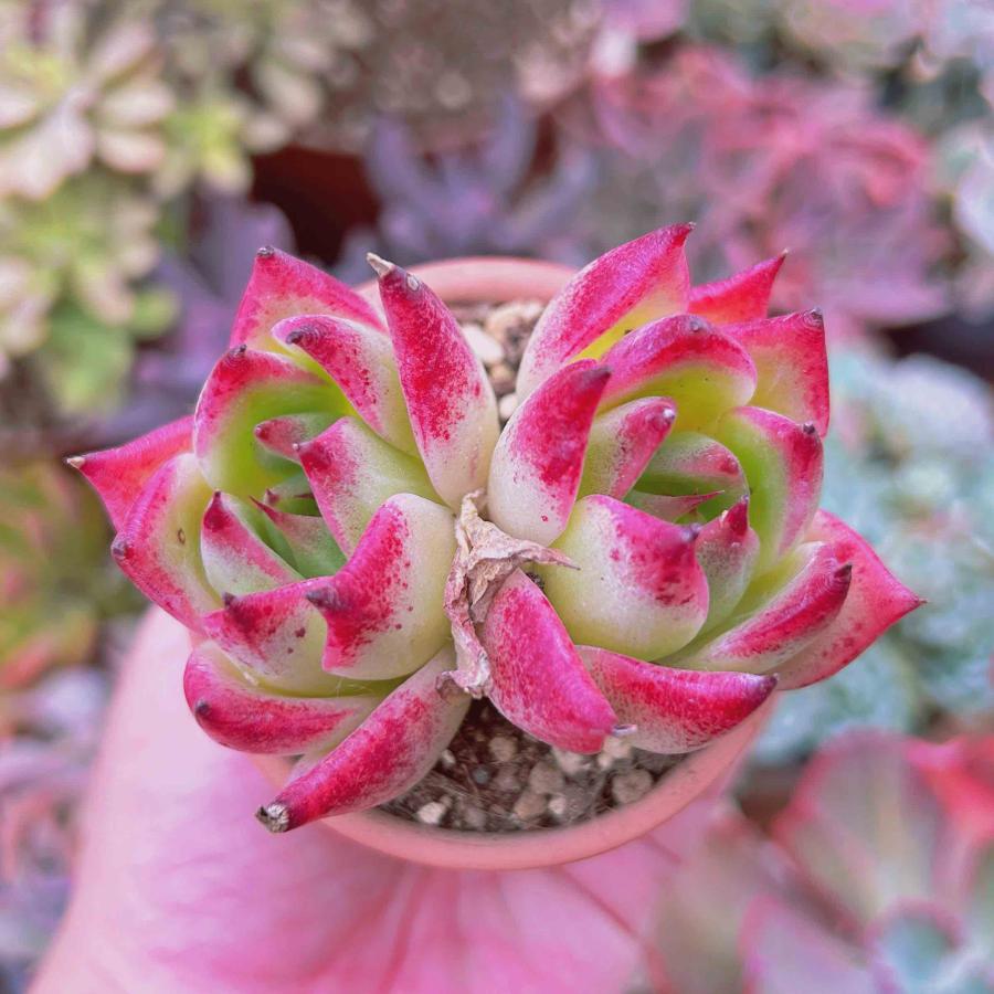 丸葉ホワイトチェリー 多肉植物 【公式通販】