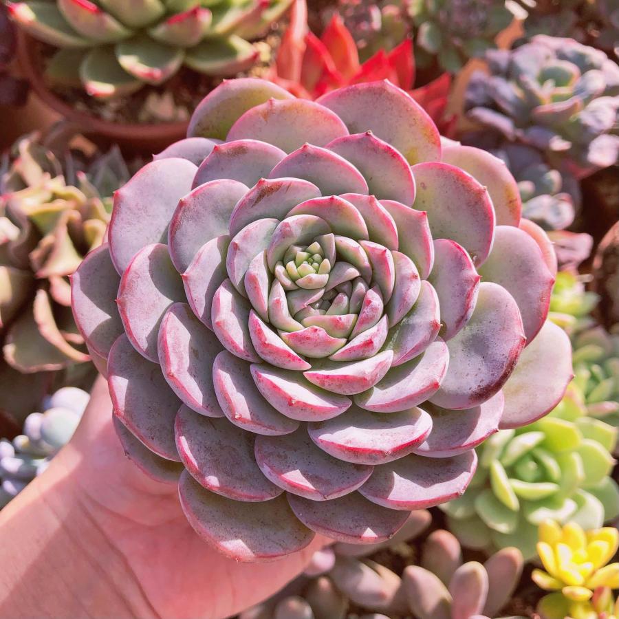 多肉植物 パープルラブ 大苗 るる農園 : るる農園 - 通販 - Yahoo