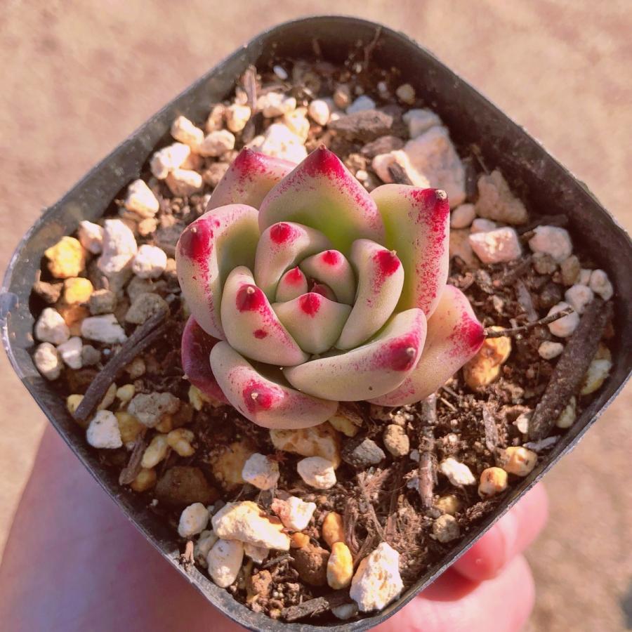 多肉植物 血羅 大群生 抜き苗 るる農園