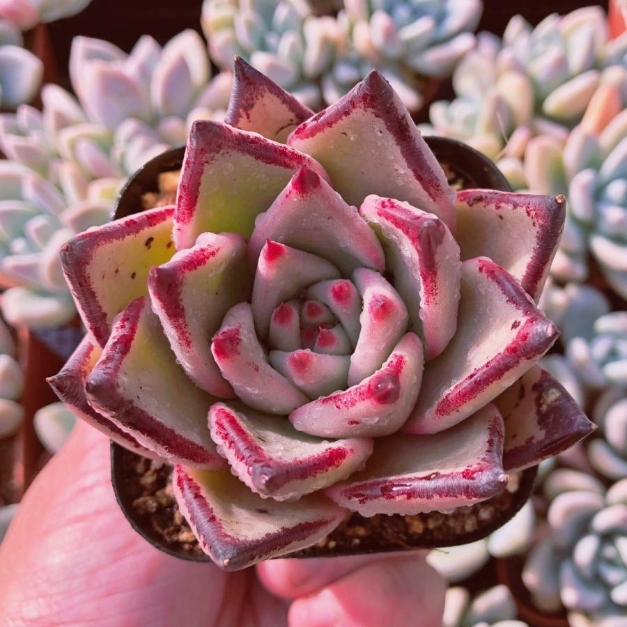 多肉植物 ロメオ 大苗 るる農園 : るる農園 - 通販 - Yahoo!ショッピング