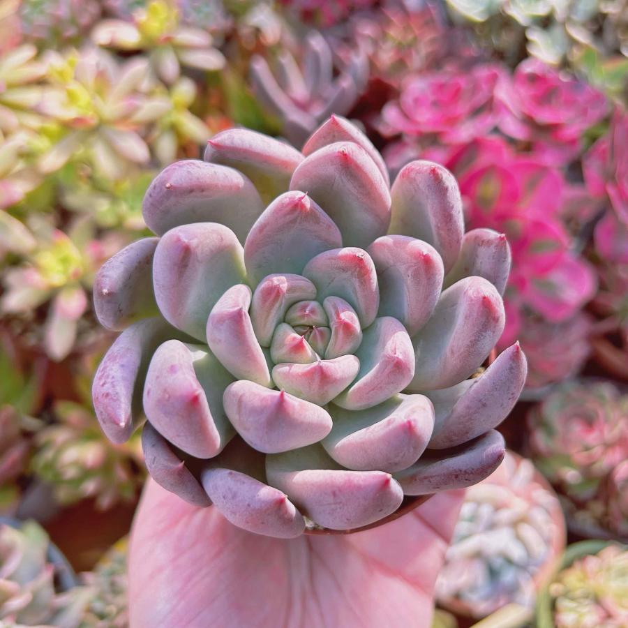 多肉植物 ウェディングリング 大苗 るる農園 : るる農園 - 通販