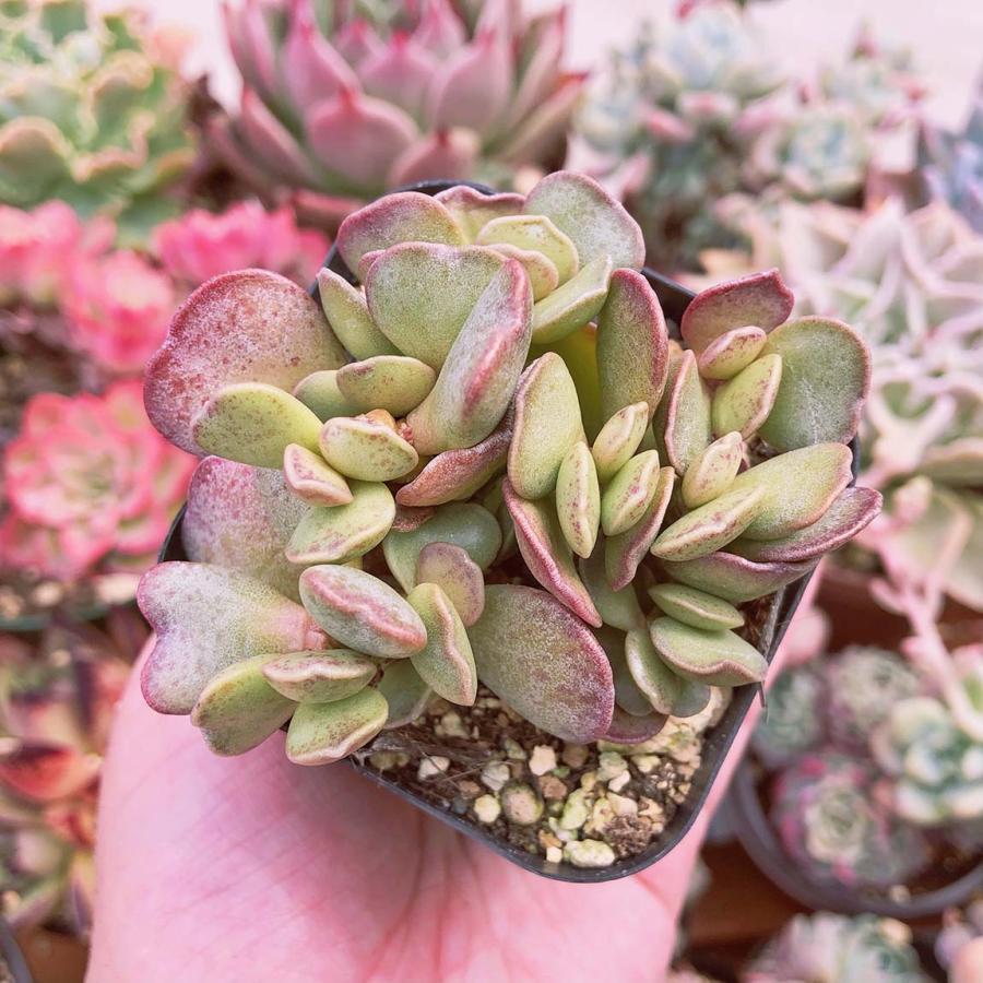 多肉植物 緑とピンクの群生*3 多肉植物 アドロミスクス ピンクハート 3~5頭 るる農園 : るる農園