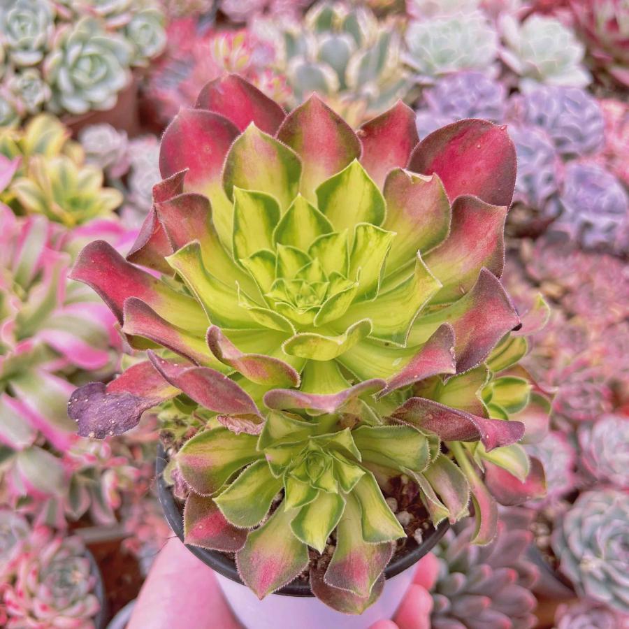 多肉植物 パラダイス 5頭以上 特大群生 るる農園 : るる農園 - 通販