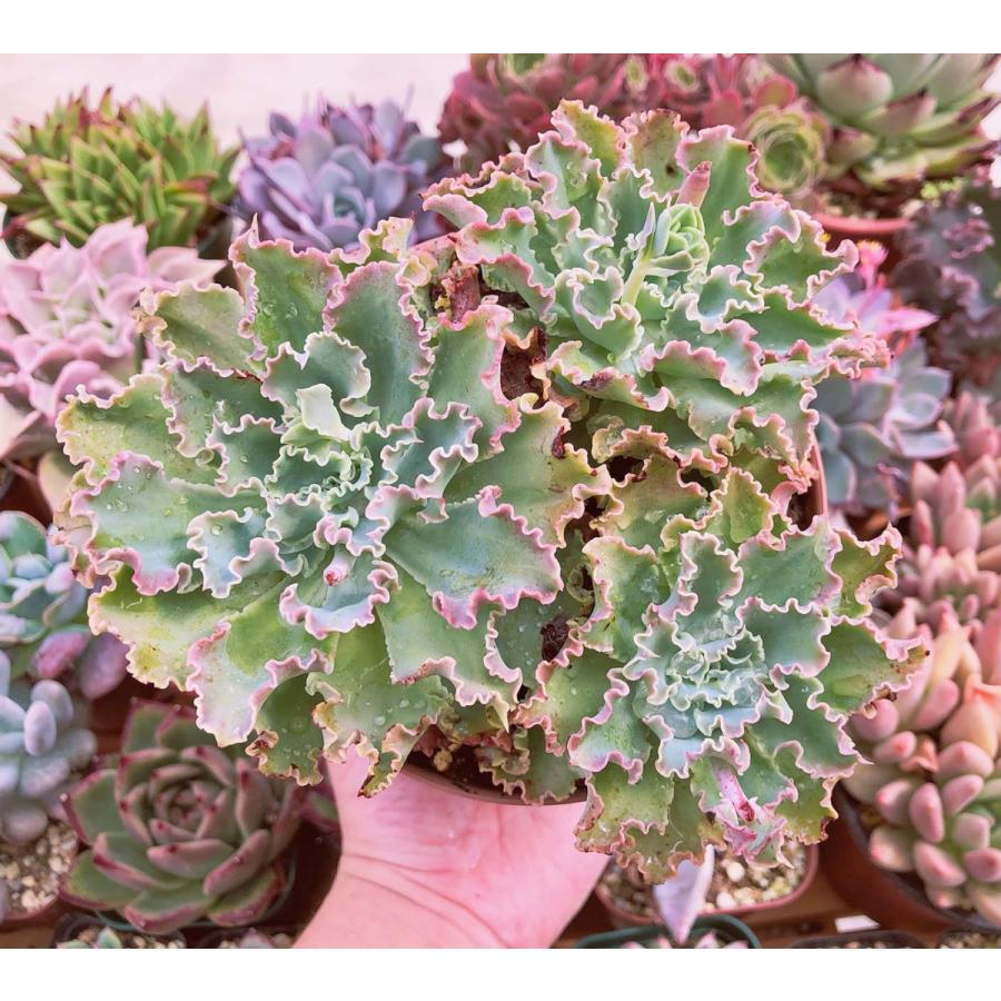 多肉植物 Blue Fox 3~5頭 特大群生 るる農園 12センチポット : るる